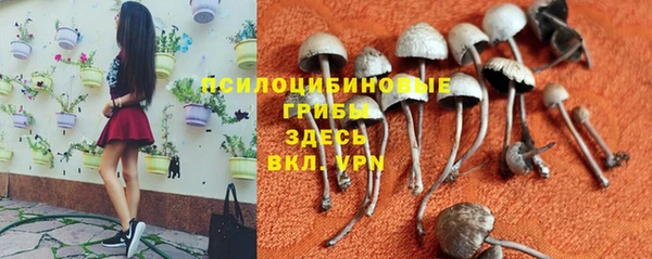молекула духа Арсеньев